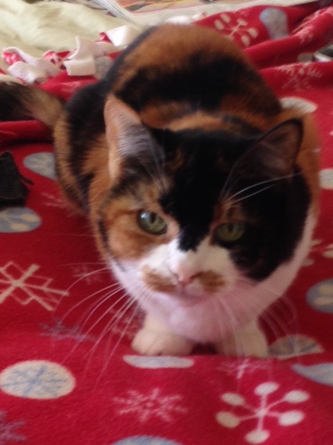 Marcie...look at that face! So pretty!