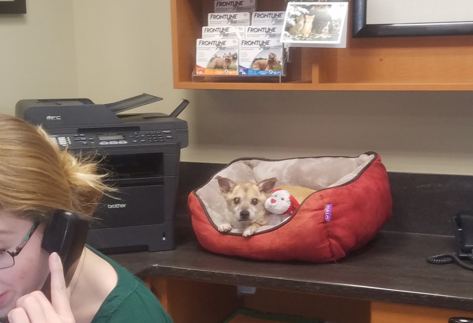 Bruno "helping out" around the office :)