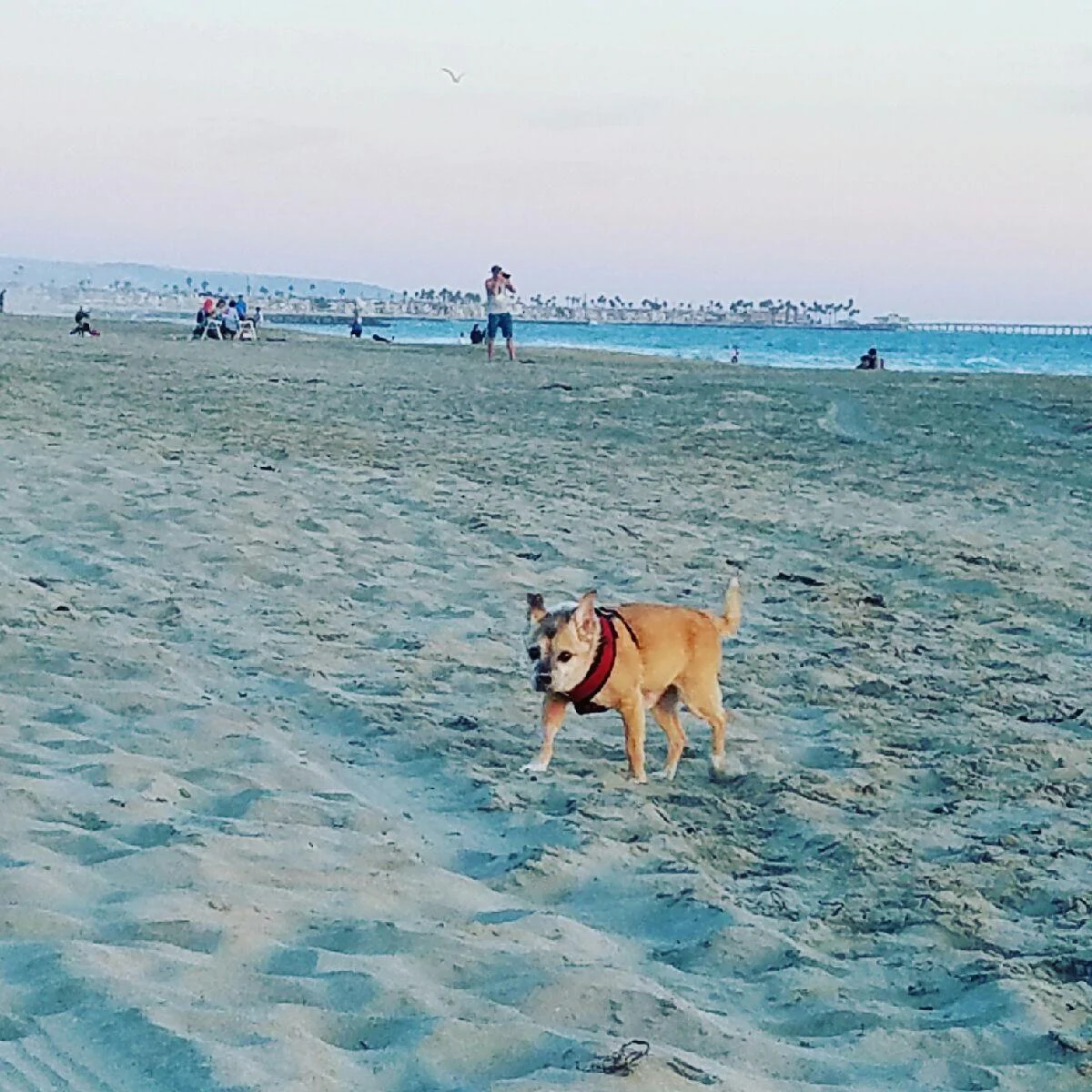strutting his stuff at the beach!