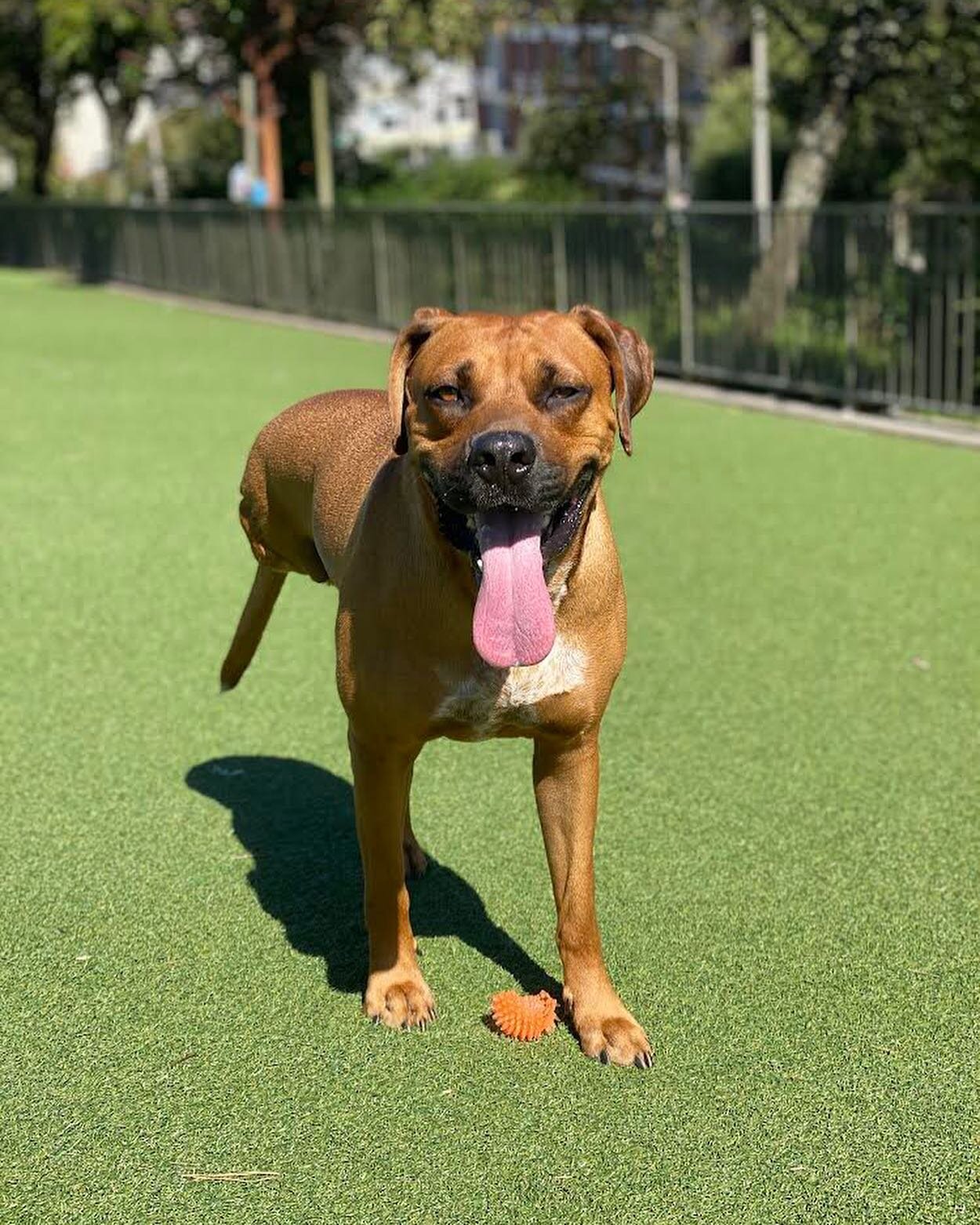 Introducing our March Pet of the Month!! This is Bruno, he is the sweetest little tripod rescue. He&rsquo;s such a joy and pleasure to be around. ❤️🥰