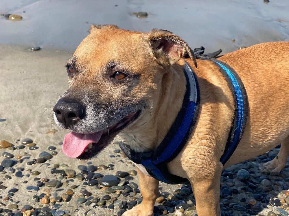 Our January Pet of the Month: Toby!!! Toby is always so excited to come see us at the office. His winning personality earned his spot as our favorite boy of the month ❤️🎉