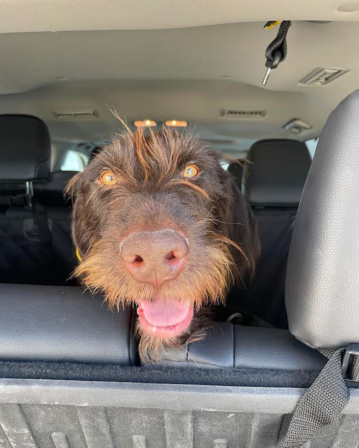 Our April pet of the month is the handsome Dude! This sweet guy won over all of the staff at PCVH with his scruffy beard and great personality ❤️