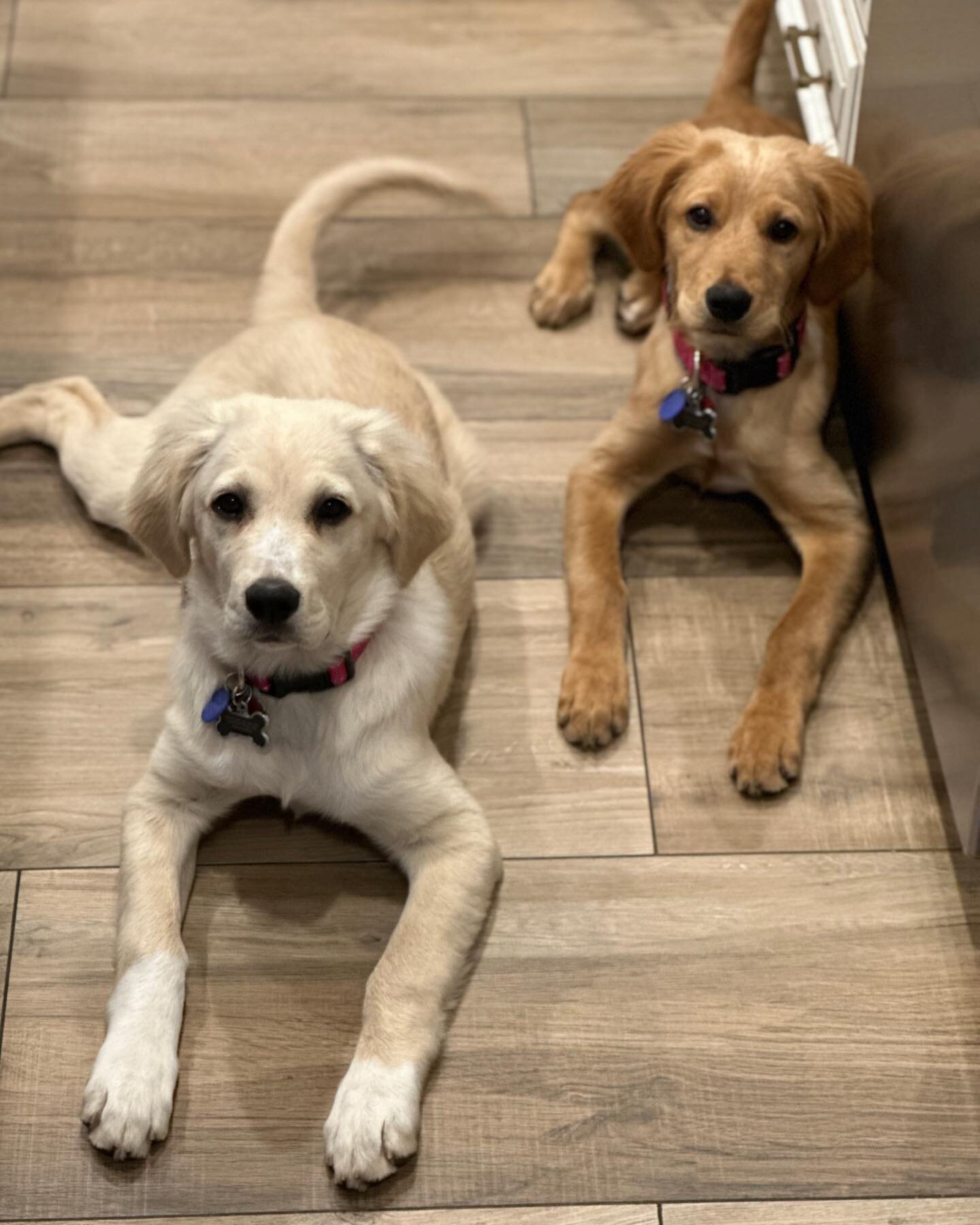 Introducing our May pets of the month. This month is a pair named Indy (on the left) and Anna (on the right). These two sweeties bring joy wherever they go ❤️❤️ We can&rsquo;t wait to see them grow!