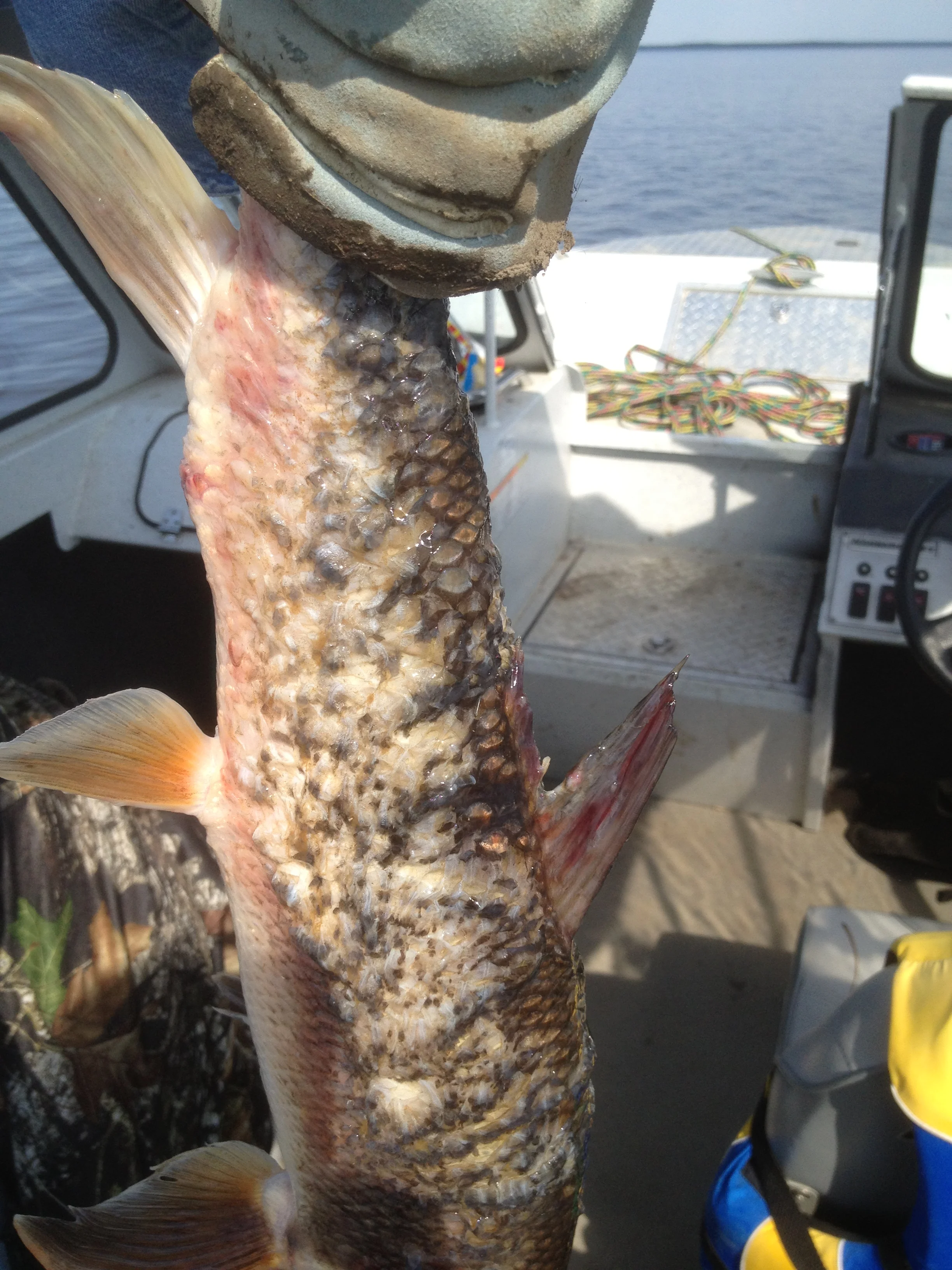 Fish with lesions. (Credit: ACFN )