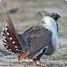Greater Sage-Grouse (Credit: Larry Temple )