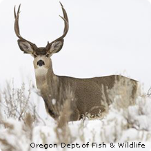 Mule Deer (Credit: Oregon Department of Fish and Wildlife ) 