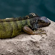 MONTAÑITA (Coastal Ecuador).  Surf, Sun, and Cocktails. 43 255 Km