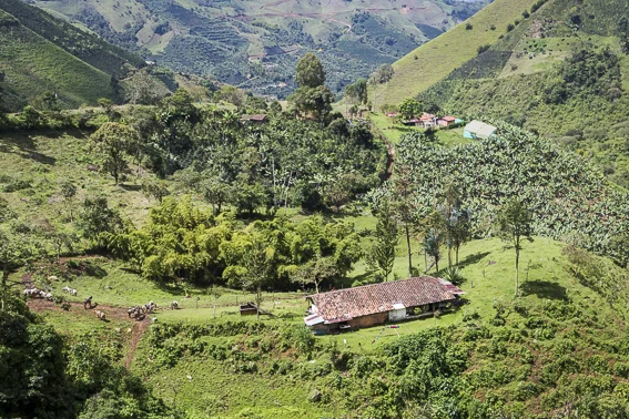 JARDIN (Antioquia). Coffee Country. 72 470 Km