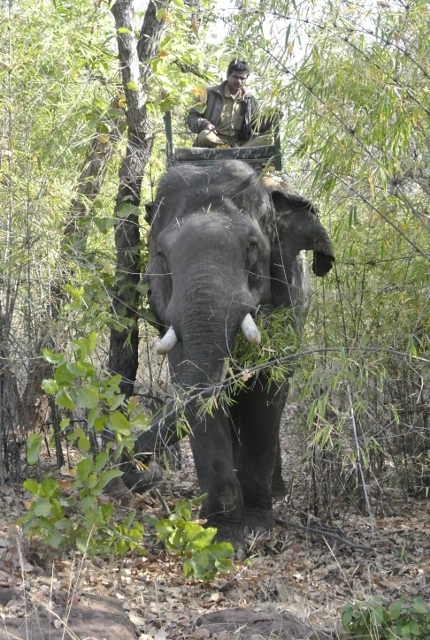 Bandhavgarh  Safari (1) (430x640).jpg