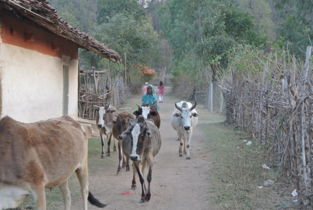 Bandhavgarh  Village Walk (19) (640x430).jpg