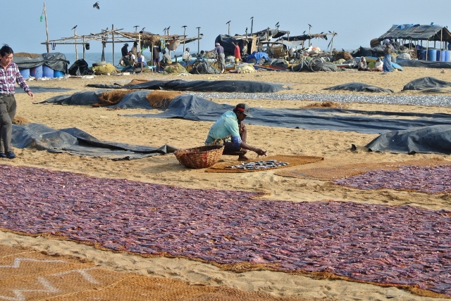 Negombo Fish Market (4) (1024x685) (640x428).jpg