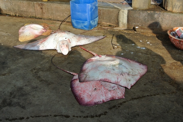 Negombo Fish Market (6) (1024x685) (640x428).jpg