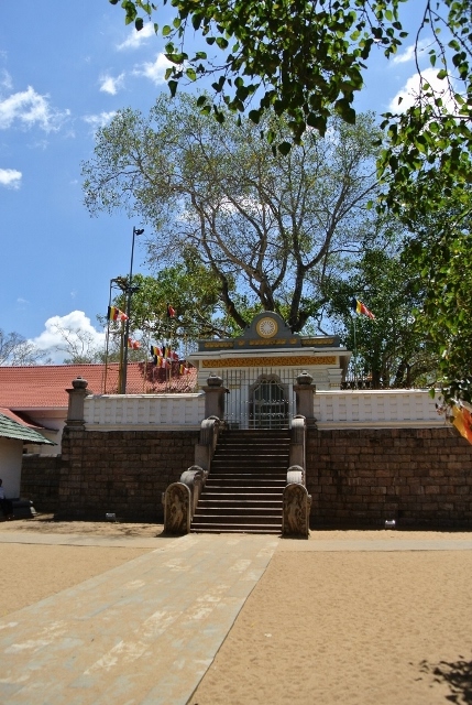 Anuradhapura - Sri Maha Bodhi  (3) (687x1024) (429x640).jpg