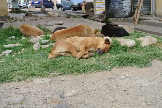Stray dogs are well-fed and healthy!  They sleep during the day and howls in packs of 30 at night