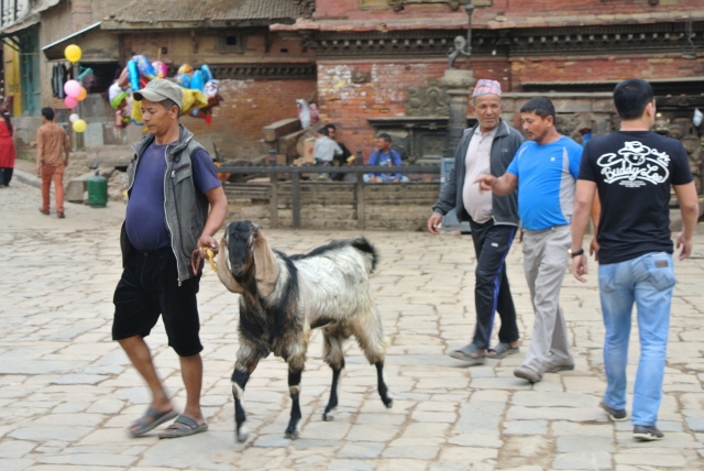 Goat going for sacrifice (640x428).jpg