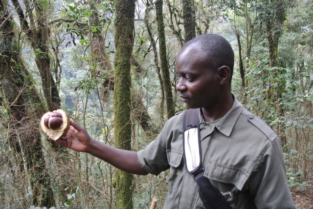 Christof explaining the forest vegetation, this fruit is good for stomach problems.