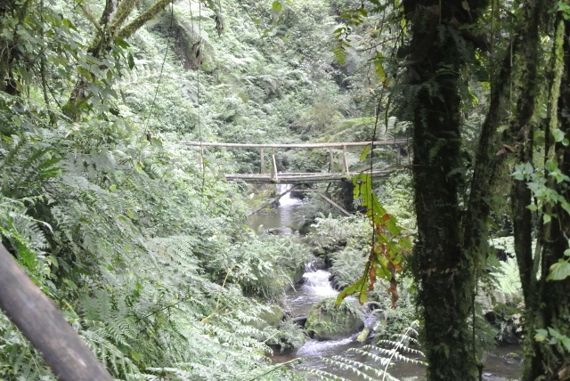 Nyungwe Forest (2) (640x428).jpg