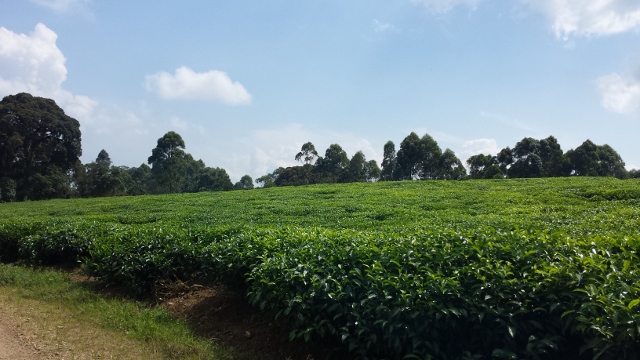 Nyungwe Forest (31) (640x360).jpg