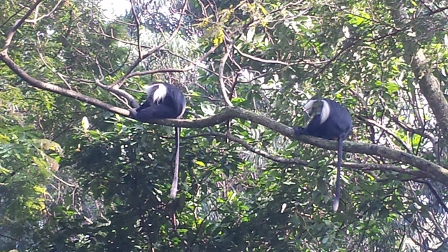 Nyungwe Forest (21) (640x360).jpg