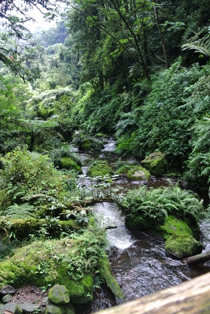 Nyungwe Forest (52) (428x640).jpg