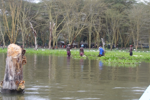 Lake Naviasha (8) (640x428).jpg