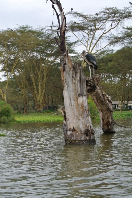 Lake Naviasha (39) (428x640).jpg