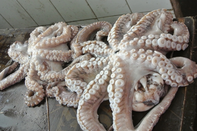 Fresh Octopus at Slave Market in Stone Town