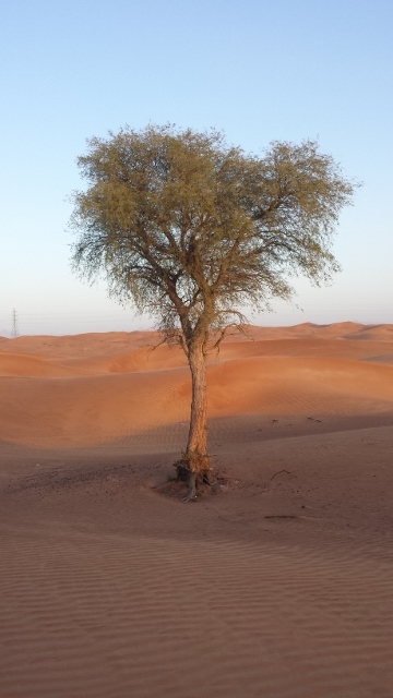 Desert Safari (21) (360x640).jpg