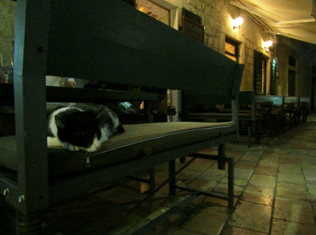 Cats are worshipped in Kotor (640x477).jpg