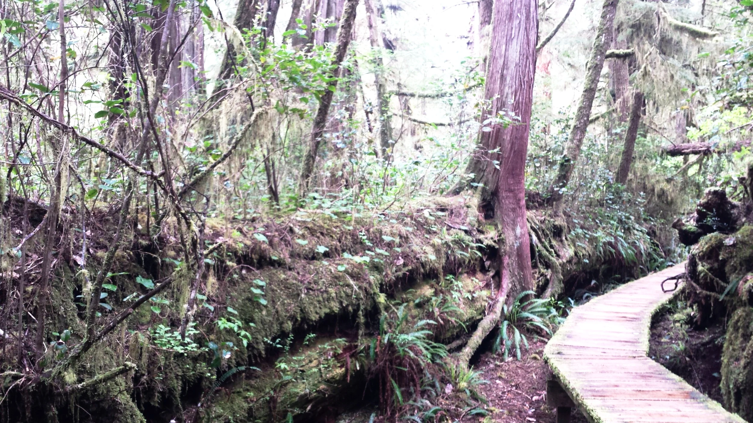 Rainforest Hike in the Pacific Rim National Park Reserve.