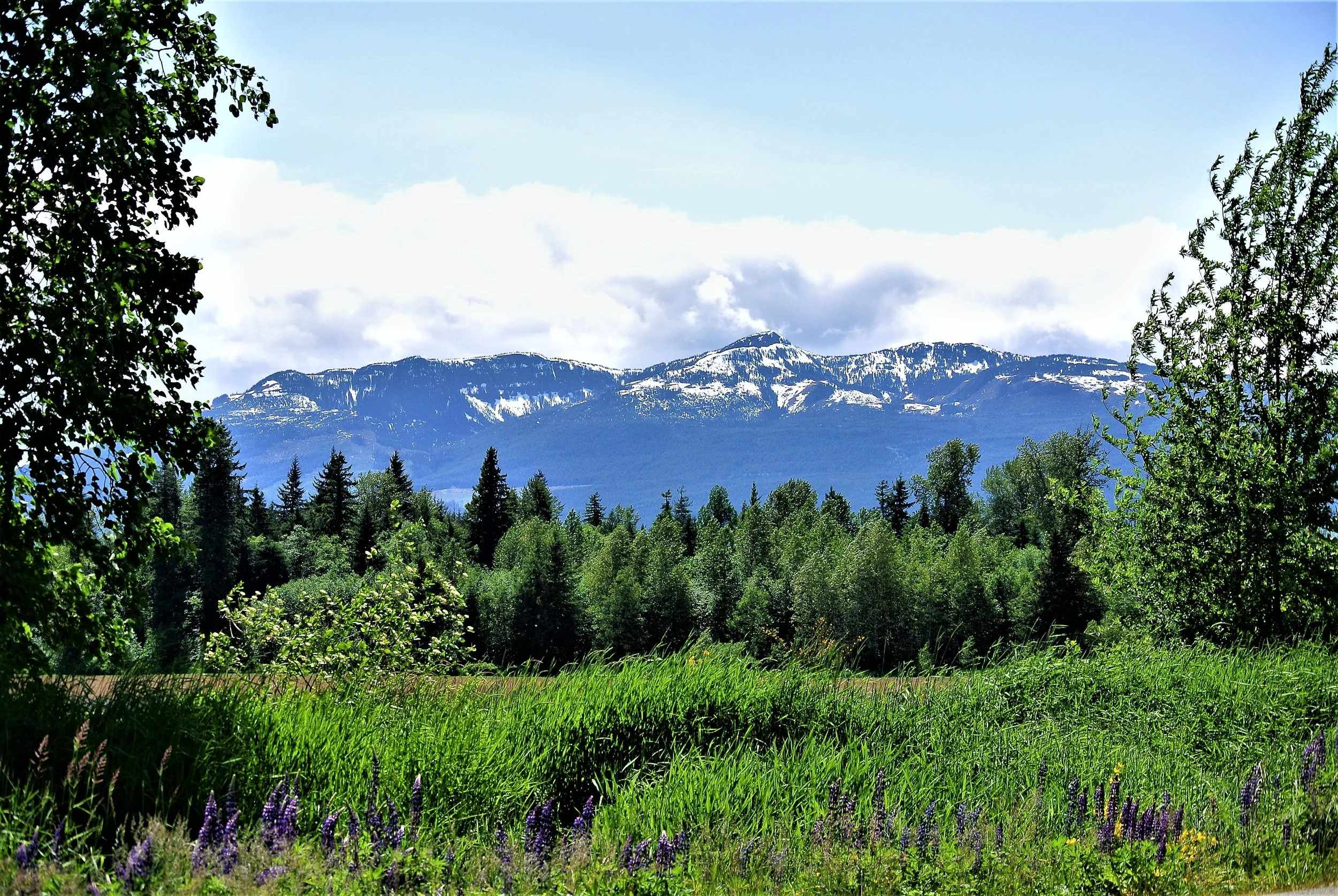 View of Mt. Washington from Comox Valley