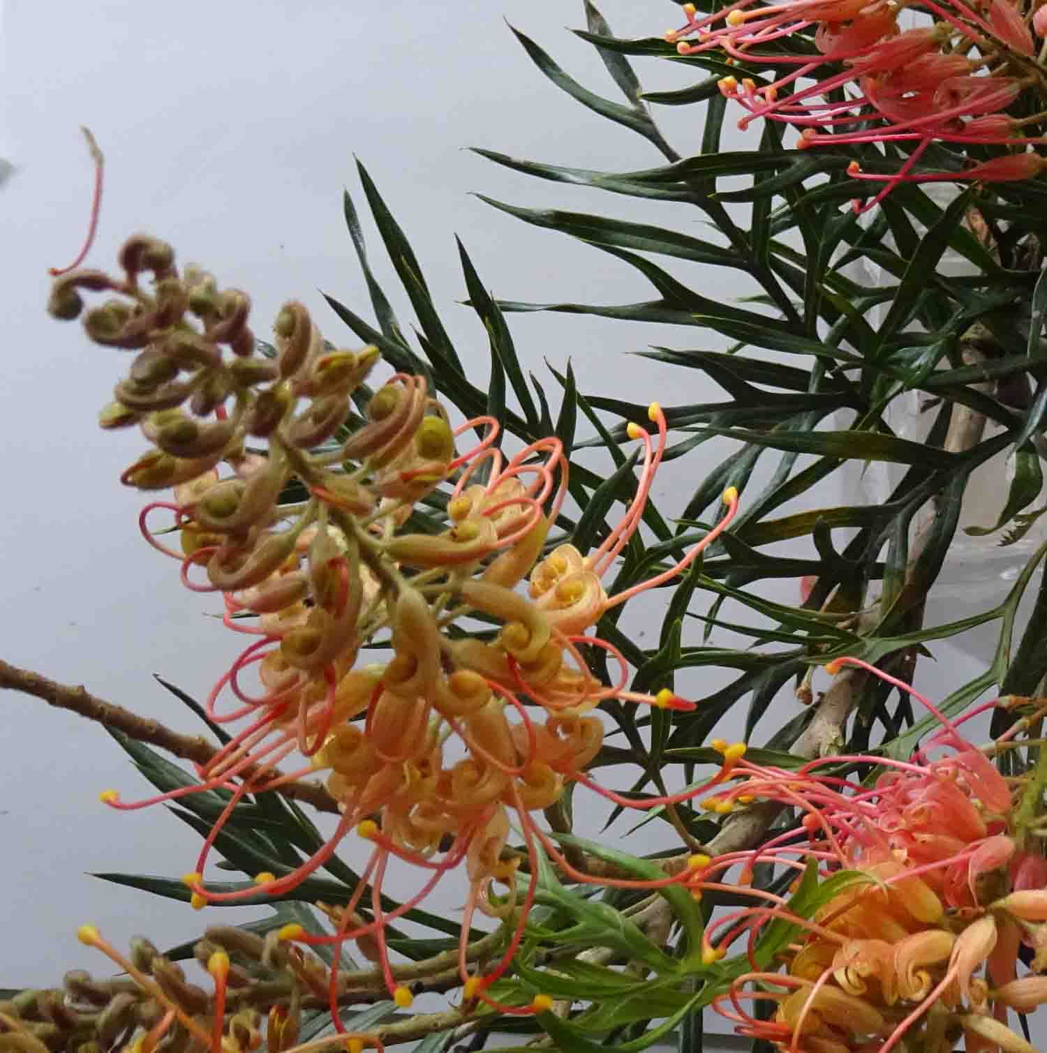 Grevillea5w.jpg