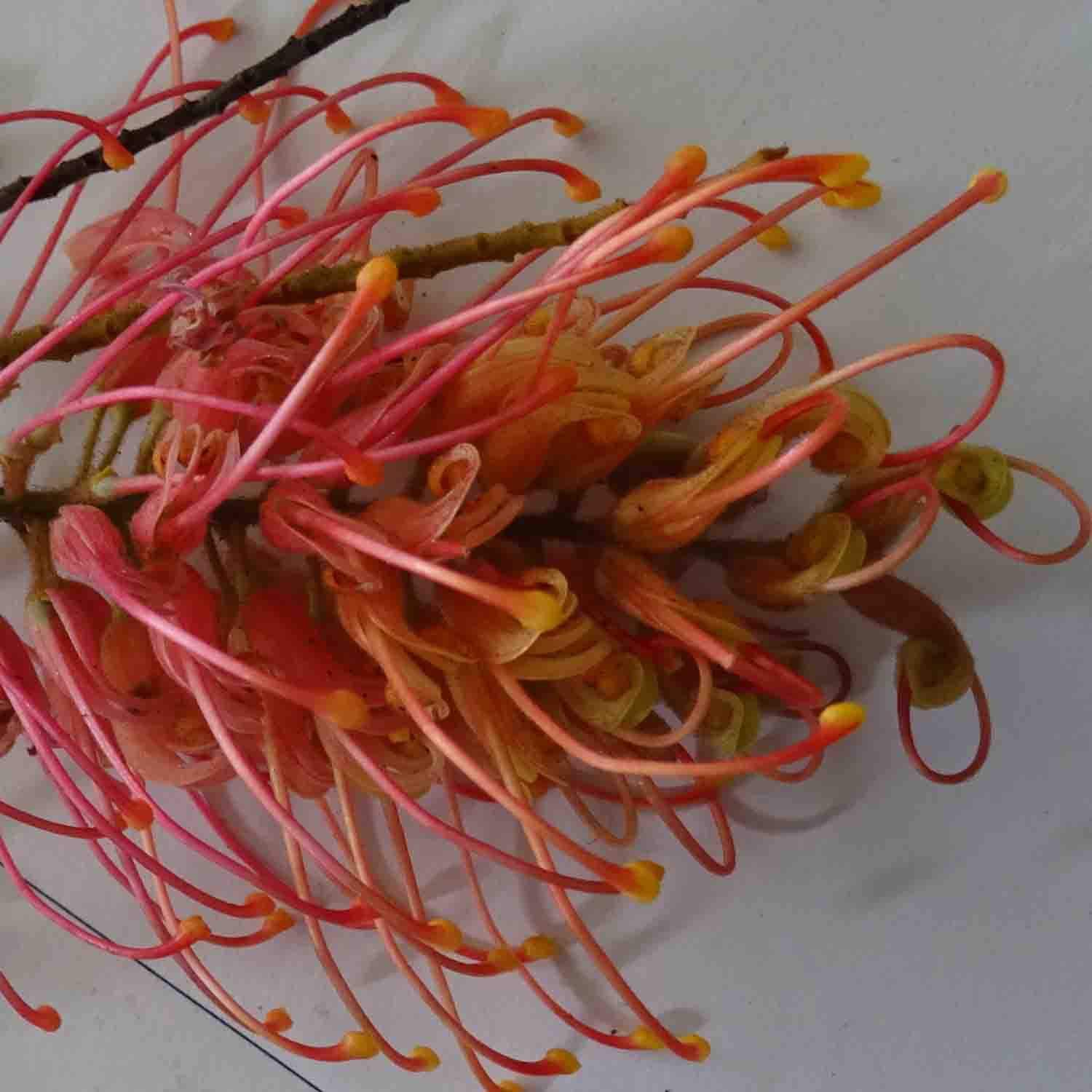 Grevillea6w.jpg