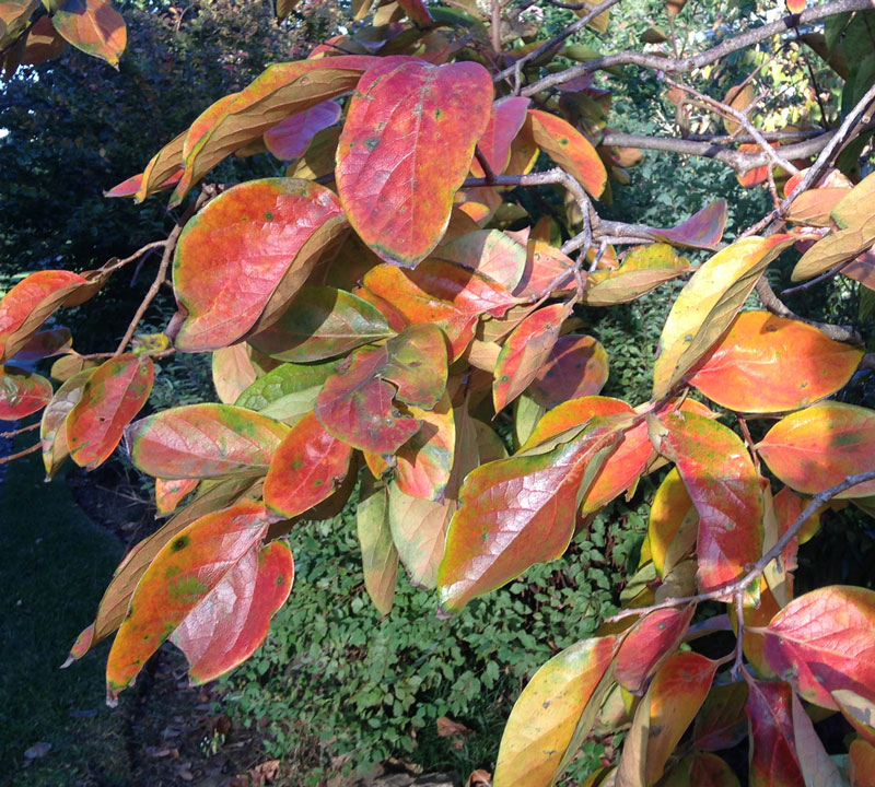 AutumnPersimmon800px.jpg