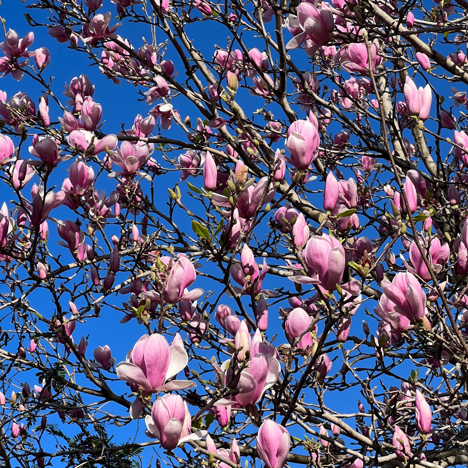 IMG_0042.MagnoliaPinkBlue.jpg