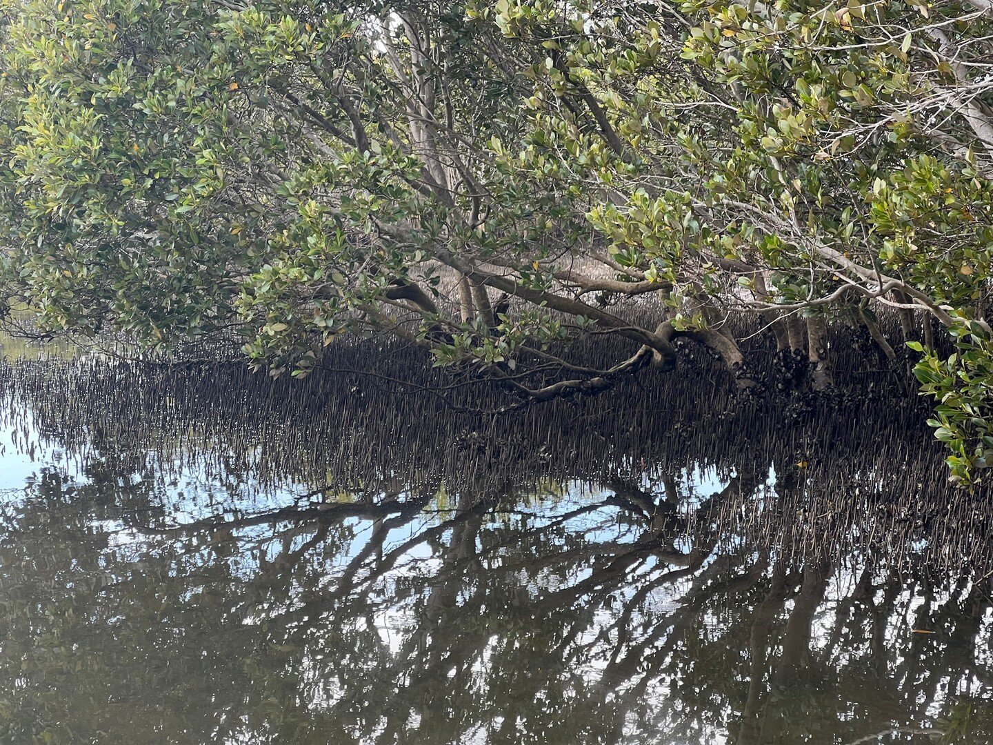 Lovely drawing class this week down on Jervis Bay near the Lady Denman Maritime Museum.⁣
Lovely built forms to draw but I cannot resist the mangroves ... the reflections, the water, the shapes of the leaves and trees - such a peaceful environment for
