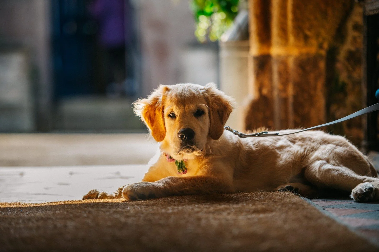 Ollie nailing his ring bearer duties 🐾 #cornwallweddingphotographer #cornwallweddingphotography #weddingphotographercornwall #cornwallwedding #dogringbearer #cornwallweddings