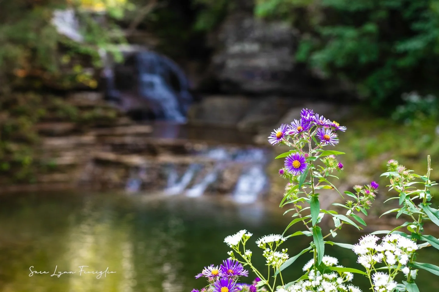 Kicking off #fotofriday with wildflowers 🌺 🌸💐☀️🐝

Happy first day of spring y&rsquo;all! 

#wallart #photofriday #springishere🌸🌺🌷☀️🐝 #floralart