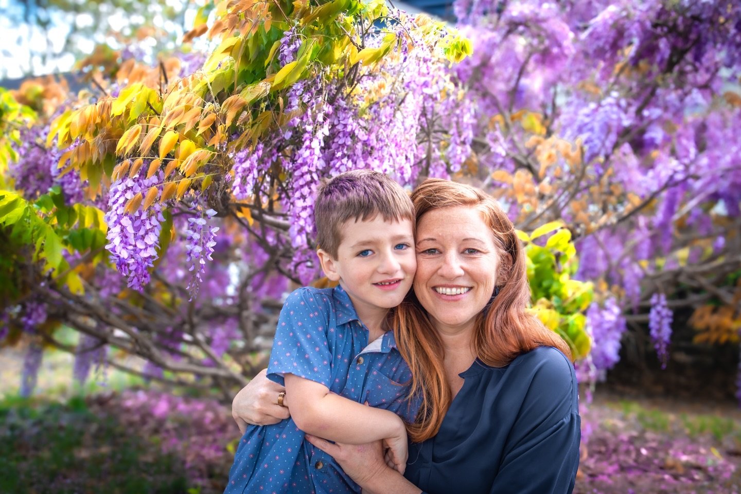 These wisteria tree photos have become an annual tradition that I hope to continue as long as we live in this home! This tree was planted by the prior owners, and each year it blooms for about one week in the spring, adorning our front lawn with beau