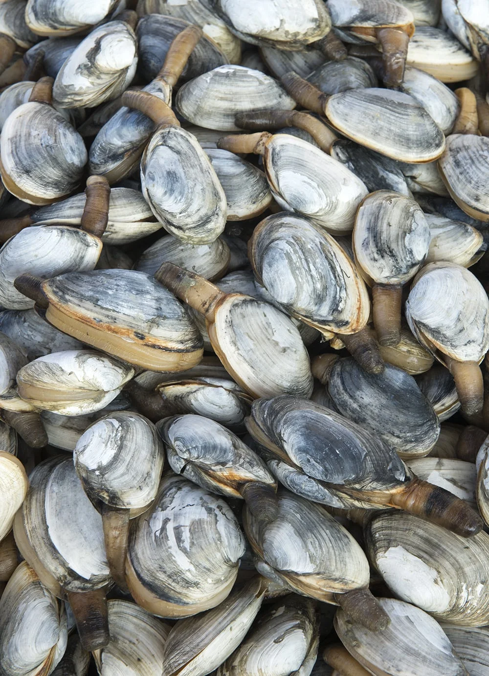 Clam Softshell Soft Shell Clams Maryland – Assessment of Chesapeake Bay Commercial ...