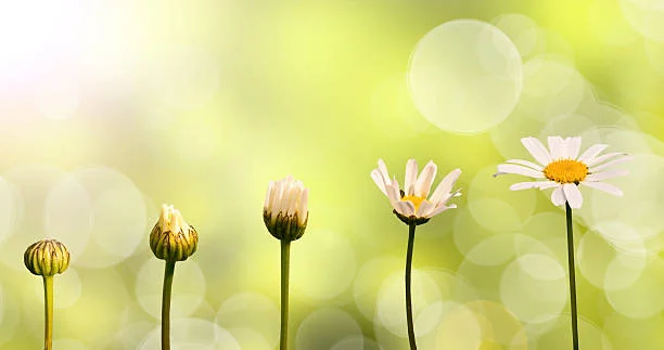 daisies.jpg