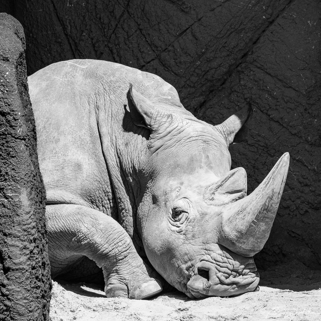 PHL Zoo-3.jpg