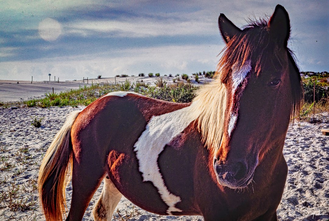 Assateague-2.jpg