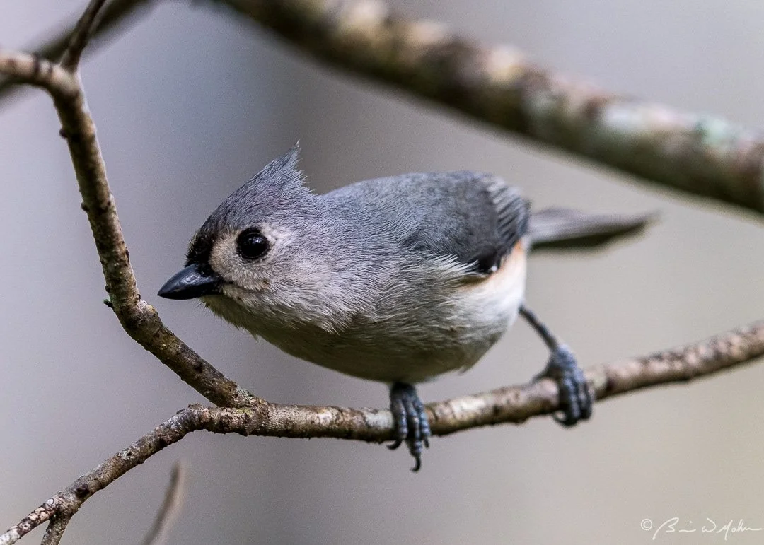 Titmouse-001.jpg