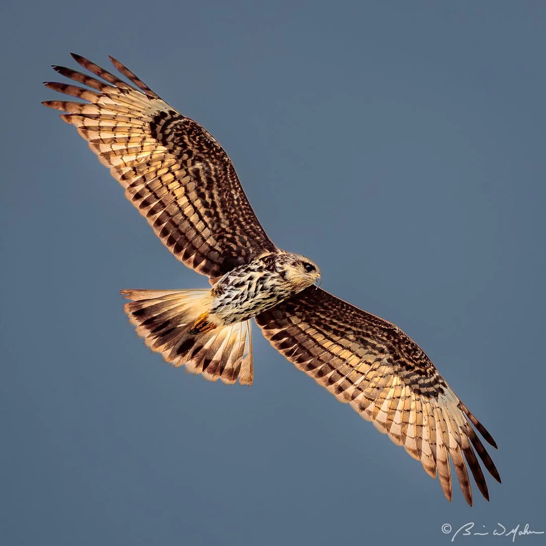 Snail Kite 2020-001.jpg