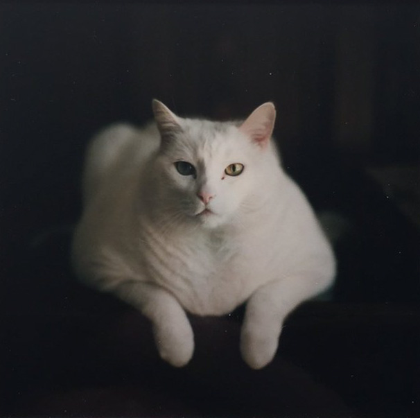 Carbon. Mamiya RZ67, FP100c