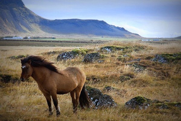 Icelandic Horse.jpg