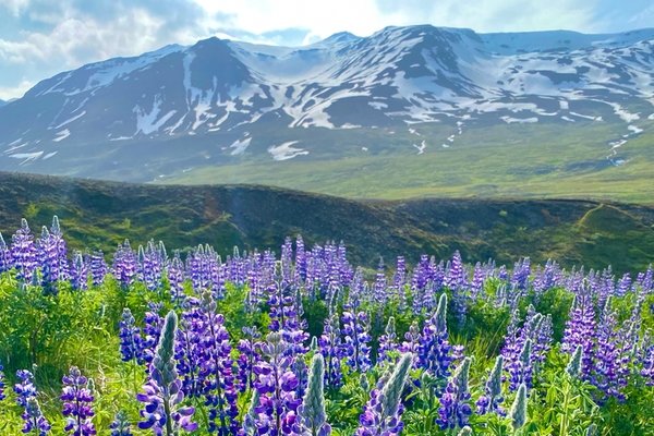 Iceland lupins.jpg