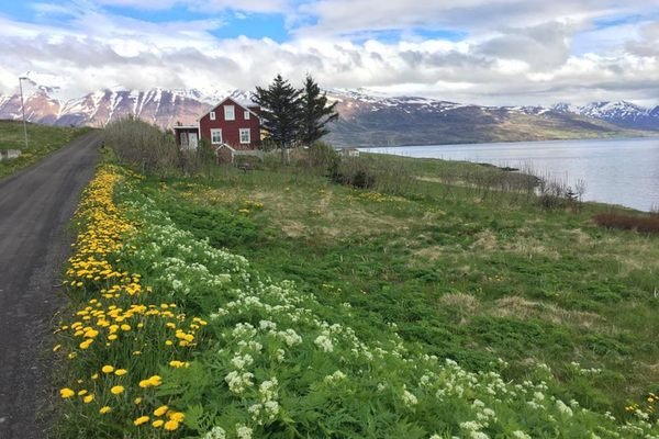 Iceland Hrisey Spring.jpg