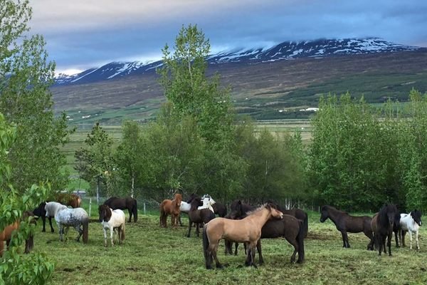 Icelandic horses copy.jpg